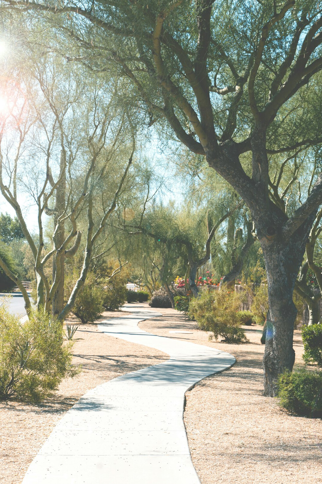 Group of older adults walking together on a neighborhood path