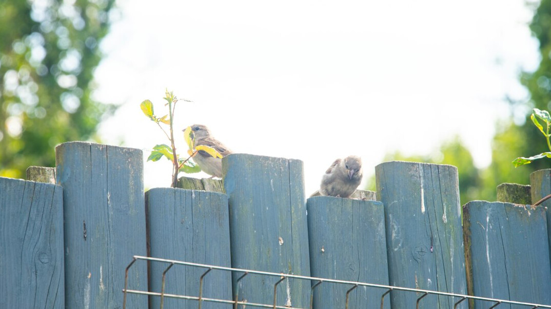 elderly neighbors talking over fence